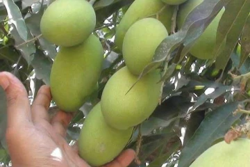 மாங்காய் பறிக்க முயன்ற முதியவர் மரணம்; யாழில் சோகம்