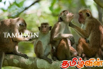 குரங்குகளுக்கு குடும்ப கட்டுப்பாடு செய்யும் முயற்சி தோல்வி!