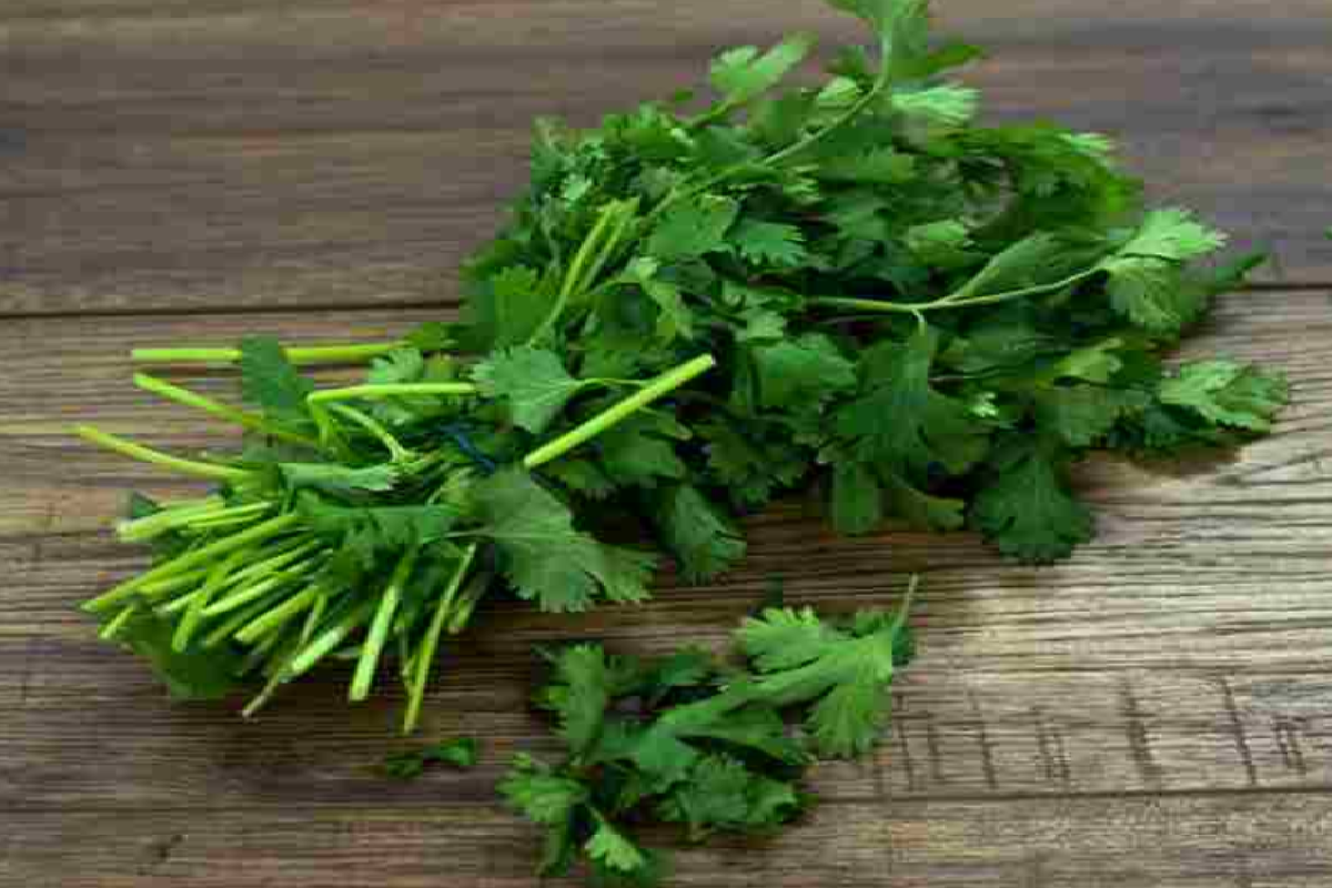 இந்த உடல் பிரச்சினைகள் இருக்கா? அப்போ கொத்தமல்லியை அதிகம் சாப்பிடாதீர்கள் | Health Issues Avoid Too Much Coriander இந்த உடல் பிரச்சினைகள் இருக்கா? அப்போ கொத்தமல்லியை அதிகம் சாப்பிடாதீர்கள் | Health Issues Avoid Too Much Coriander