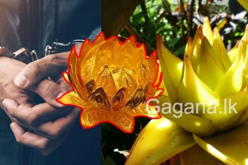 මාතලෙන් මතු වූ රන් පැහැති නෙළුම් මලක්. - රු. 5,000,000කට අලෙවි කිරීමට සැරසුණු හැටි.