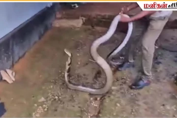 Viral Video: விறகு கொட்டகையில் பதுங்கிய ராஜநாகம்... நடுநடுங்க வைக்கும் காட்சி
