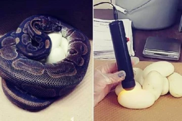 துணையோடு சேராத 62 வயது மலைப்பாம்பு - முட்டைகள் இட்டதால் ஆச்சர்யம்!