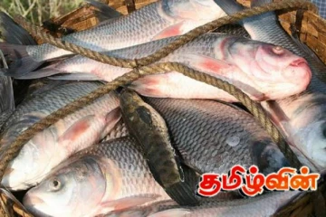 மீன்களின் விலை சடுதியாக அதிகரிப்பு: விடுக்கப்பட்ட எச்சரிக்கை