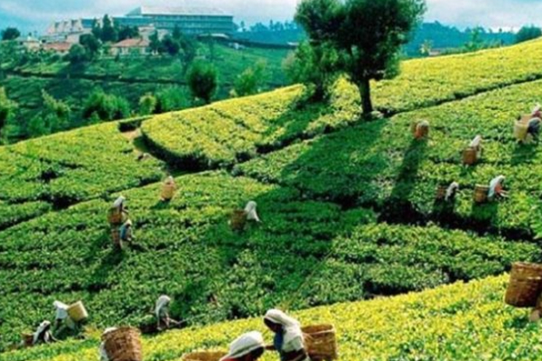 பெருந்தேசிய வாதத்தின் அதிகாரத்தால் மலையக மக்களுக்கு விடிவு கிட்டப் போவதில்லை! அரசியல் ஆய்வாளர் சி.அ.யோதிலிங்கம் | Upcountry Persons Life பெருந்தேசிய வாதத்தின் அதிகாரத்தால் மலையக மக்களுக்கு விடிவு கிட்டப் போவதில்லை! அரசியல் ஆய்வாளர் சி.அ.யோதிலிங்கம் | Upcountry Persons Life