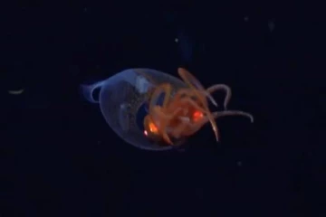 100 ஆண்டுகளில் முதல் முறையாக உயிருடன் காணப்பட்ட கடல் விலங்கு