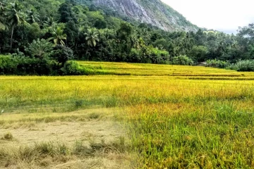 වැස්සෙන් හානි වූ ගොවීන්ට වන්දි ලැබෙන හැටි