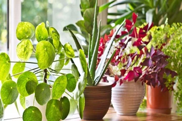 நீங்கள் சீக்கிரம் பணக்காரராக ஆக வேண்டுமா? இந்த செடியை உடனே வீட்டில் நடுங்கள்