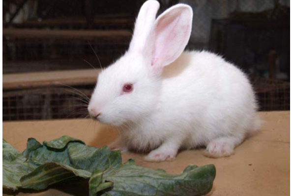 நீங்க தொட்டதெல்லாம் பொன்னாக வேண்டுமா? பறவைகளின் இந்த செயலை மட்டும் செய்தாலே போதும் | Many Real Facts In Life Animals True