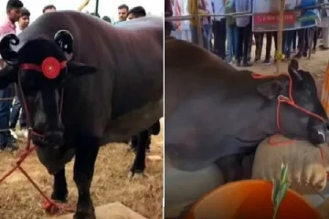 ரூ.21 கோடி மதிப்புள்ள எருமை உயிரிழப்பு - என்ன நடந்தது?