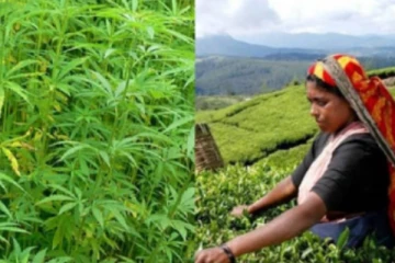 கஞ்சாவை ஏற்றுமதி செய்யுங்கள் -அரசுக்கு சிங்கள பத்திரிகை ‘அட்வைஸ்’
