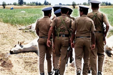 வயிற்றில் கன்றுடன் இருந்த பசு ஒன்று இறைச்சிக்காக கொலை - மட்டக்களப்பில் சம்பவம்