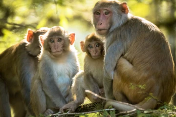 பச்சிளம் குழந்தையை பலியெடுத்த குரங்குகள் ; துயரில் கதறும் பெற்றோர்