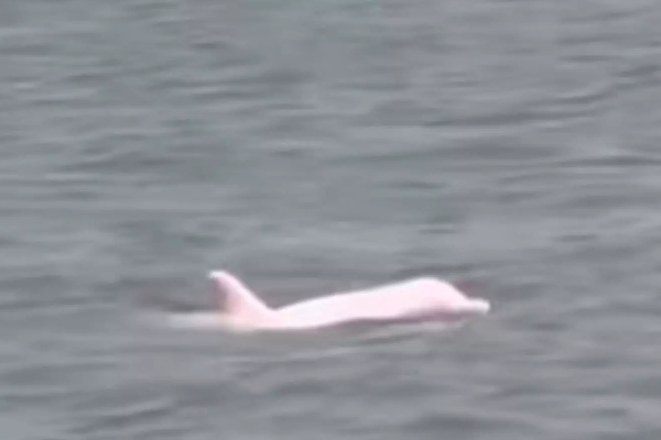 மெக்சிகோவில் கண்டுபிடிக்கப்பட்ட அரிய வகை டொல்பின்கள்! | Rare Species Of Dolphins
