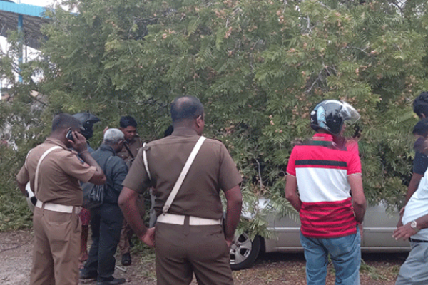 3 வாகனங்கள் மீது வீழ்ந்த புளியமரம்! | Tamarind Fell On 3 Vehicles
