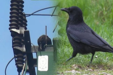 எரிபொருள் விநியோகத்தை தாமதப்படுத்திய காகம்