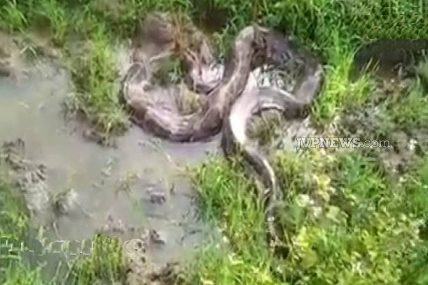 இலங்கையில் பிடிக்கப்பட்ட மிகப்பெரிய உயிரினம்! | The Biggest Python Caught Badulla In Sri Lanka