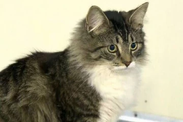 நூற்றுக்கும் அதிகமான பூனைகளுடன் வசித்து வந்த கனேடிய பெண்: பிழை விதித்த நீதிமன்றம்