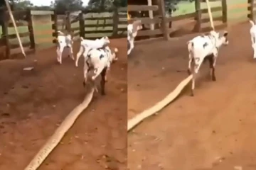 துள்ளித் திரிந்த கன்றுக்குட்டியை அட்டேக் செய்த மலைப்பாம்பு! துடித்துடிக்கு அதிர்ச்சி காட்சி