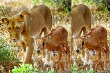 பெண் சிங்கத்தின் நெகிழ்ச்சிச் சம்பவம்!.. கண்கலங்கிய தன்சானியா பூங்கா பார்வையாளர்கள்