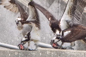 Viral Video: துடிதுடிக்க மீனை உணவாக்கும் கழுகு... போட்டி போட்டு அரங்கேறிய சண்டை