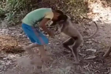 சிறுவனை சீண்டிய குரங்கு! அடுத்து அரங்கேறிய துயரத்தை நீங்களே பாருங்க