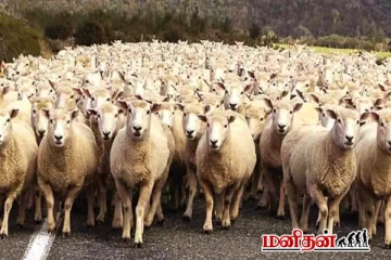 மாயை படத்தில் செம்மறி ஆடுகள் மத்தியில் இருக்கும் ஓநாய் எங்கே?