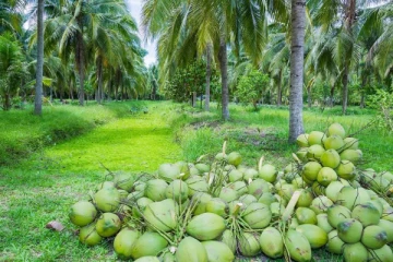 வட மாகாணத்தில் 16,000 ஏக்கர் நிலத்தில் தென்னைச் செய்கை