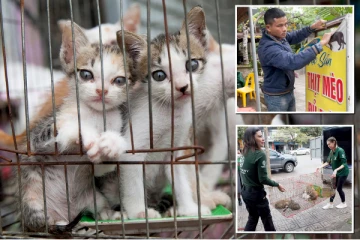 மாதம் 300 பூனைகள்., Cat Soupக்கு பெயர் பெற்ற உணவகம் மூடப்பட்ட காரணம் இதுதான்