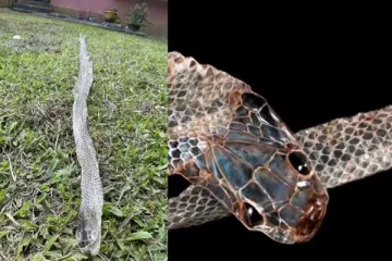 பாம்பு தன் தோலை உரிப்பது ஏன் தெரியுமா?