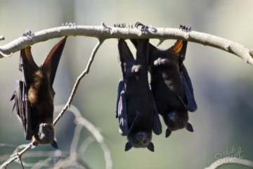 கொங்கோவில் மர்ம காச்சலால் 50க்கும் மேற்பட்டோர் உயிரிழப்பு ; வௌவால் காரணமா?