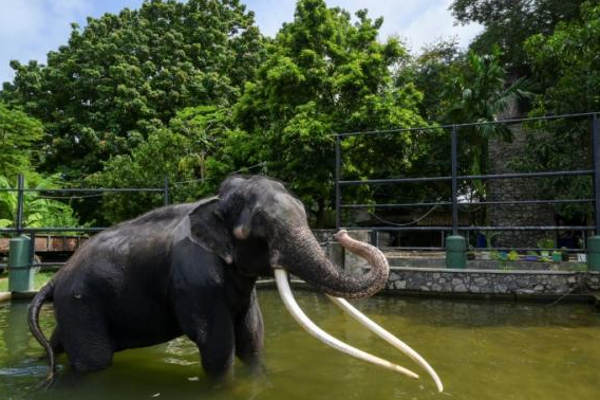 இலங்கை யானைப் பாகனை கௌரவித்த தாய்லாந்து அரசகுடும்பம் | Thai Royal Family Honored Sri Lankan Muthurajah