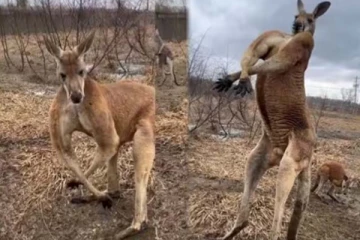 காதலியை மயக்க கங்காருவின் ஆச்சரிய ஜிம்! கலக்கல் காணொளி இதோ