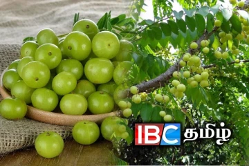 தினம் ஒரு நெல்லிக்காய் சாப்பிடுவதால் என்ன பயன்கள் தெரியுமா!