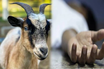 ஆட்டை பலிகொடுத்து உண்ட நபர் பலி, இப்படியும் மரணம் வருமா? - அதிர்ச்சி சம்பவம்!