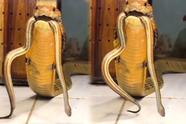ராஜநாகத்தின் வாயில் சிக்கிய பாம்பு! துடிதுடிக்கும் பகீர் காட்சி | Snake Eat Other Snake Viral Video