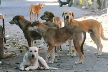 தெரு நாய்களுக்கும் பாதீட்டில் கிடைத்த இடம் ; அனுர அரசாங்கத்தால் அறிமுகமாகும் வசதி