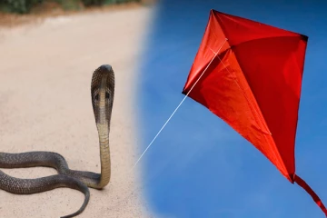 யாழில் பட்டம் விட்ட இளைஞனை பாம்பு தீண்டியது