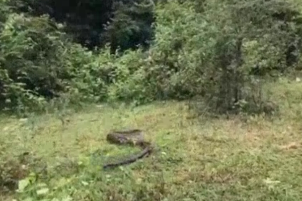 ஒட்டுசுட்டானில் வீட்டுக்கு வந்த 8 அடி நீள அழையா விருத்தாளியால் பரபரப்பு | Snake Enters House In Oddusuttan Causing Panic ஒட்டுசுட்டானில் வீட்டுக்கு வந்த 8 அடி நீள அழையா விருத்தாளியால் பரபரப்பு | Snake Enters House In Oddusuttan Causing Panic