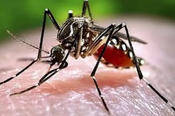 வடக்கு மக்களுக்கு விடுக்கப்பட்ட எச்சரிக்கை | Dengue Cases Increase In Northern Province