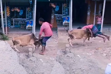 ஒருவேளை காளையின் காதலனாக இருப்பாரோ? பகீர் காட்சி