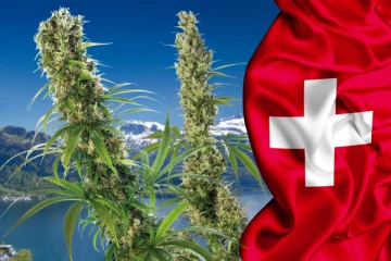 சுவிட்சர்லாந்தில் கஞ்சா விற்பனைக்கான முதல் பைலட் திட்டத்திற்கு ஒப்புதல்!