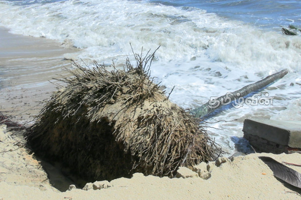 அம்பாறை மாவட்டத்தின் முக்கிய தமிழ் கிராமம் கடலில் மூழ்கும் அபாயம்! விடுக்கப்பட்டுள்ள அவசர கோரிக்கை | Attapallam Area At Risk Of Sinking Into The Sea