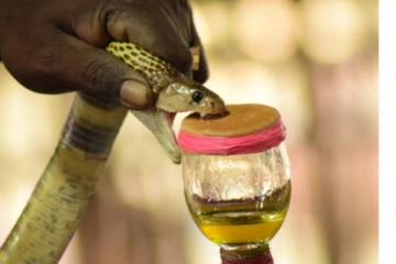 பிரான்சில் தயாரிக்கப்பட்டது! கடத்தி செல்லும் போது கைப்பற்றப்பட்ட பாம்பின் விஷம்... அதன் மதிப்பு எத்தனை கோடிகள் தெரியுமா?