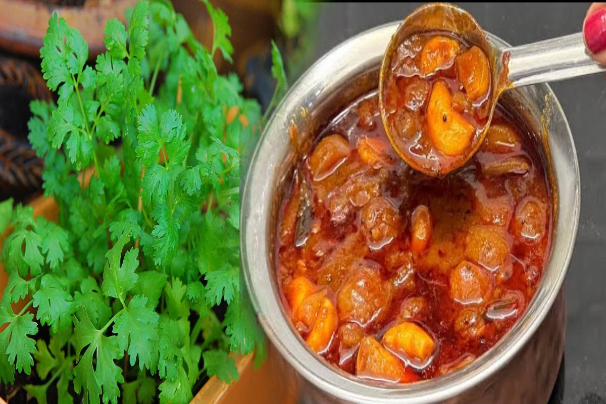 செரிமாக அமைப்பை சீராக்கும் கொத்தமல்லி காரகுழம்பு! இப்படி செய்து அசத்துங்க | Kothamalli Kara Kulambu Recipe And Heath Benefits