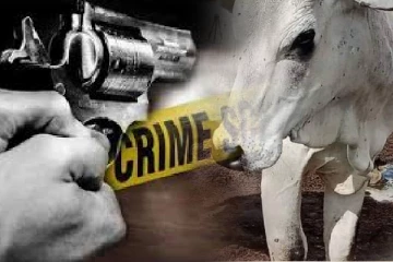 மயிலத்தமடுவில் கால்நடைகள் மீது தொடரும் துப்பாக்கிச்சூடு: மூன்று நாட்களில் 3 மாடுகள் கொலை