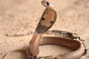 பாம்பு கடித்த உடனே என்ன செய்ய வேண்டும்? இந்த தவறை மட்டும் செய்ய வேண்டாம்