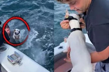 நடுக்கடலில் உயிருக்கு போராடிய நாய்: ஹீரோவாக செயல்பட்ட நபரின் திக் திக் காட்சி