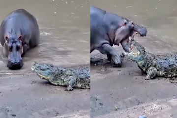 Viral Video: முதலையை அலறவிட்ட நீர்யானை! திகில் காட்சி