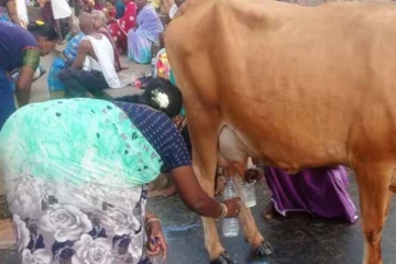 தானாக பால் சுரந்த பசு... போட்டி போட்டு பக்தர்கள் செய்த காரியம்