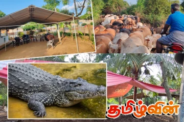 வவுனியாவில் முதலை கடித்ததில் பெண் ஒருவர் பலி